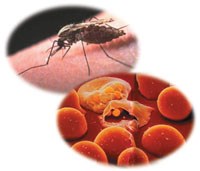 Thuốc chống sốt rét