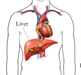1212483518578_liver