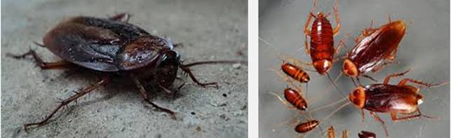 Gián (cockroaches): tác hại của chúng với sức khỏe con người và môi ...
