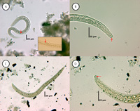 1526954622976_image021200